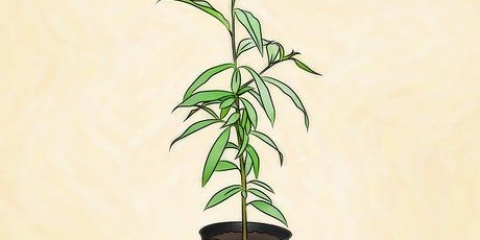 Piantare un albero di pesco