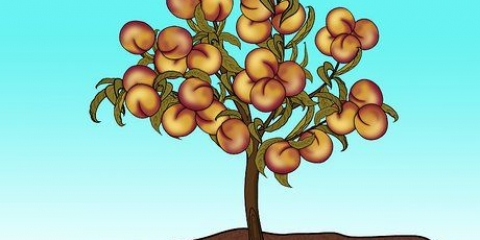 Potare un albero di pesco