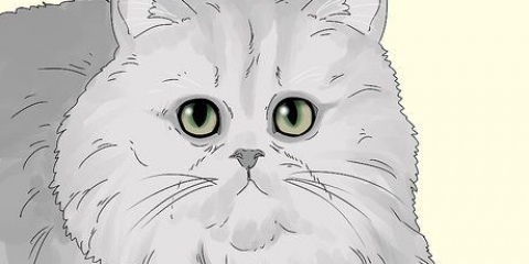 Identificazione di un gatto persiano