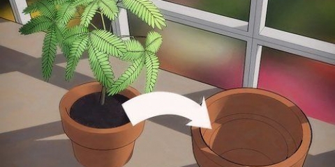 Rinvasare una pianta