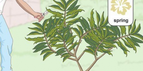 Potare una plumeria
