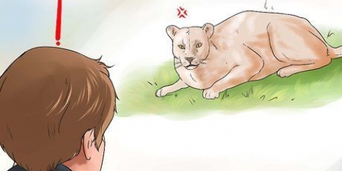 Combattere un puma