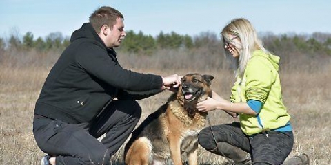 Utilizzo di un collare a punta per cani