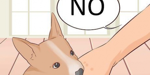 Come impedire a un cucciolo di mordere