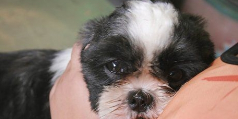Come far smettere di ringhiare un cucciolo quando lo prendi in braccio