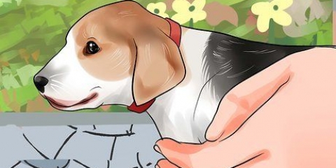 Prendendo un cucciolo
