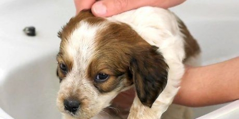 Fare il bagno a un cucciolo per la prima volta