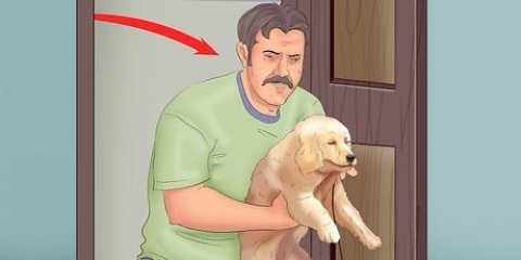 Addestrare un cucciolo in un appartamento
