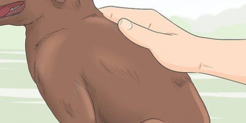 Identificazione di un cucciolo di razza labrador retriever
