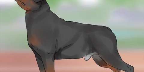 Identificare un rottweiler