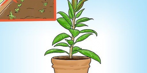 Crescere un albero della gomma
