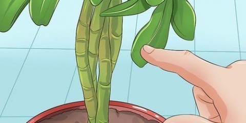 Potare una pianta di schefflera