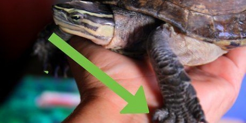 Prendersi cura di una tartaruga