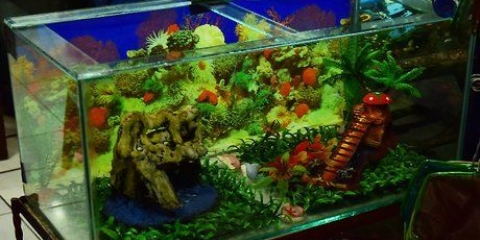 Prepara un acquario per tartarughe