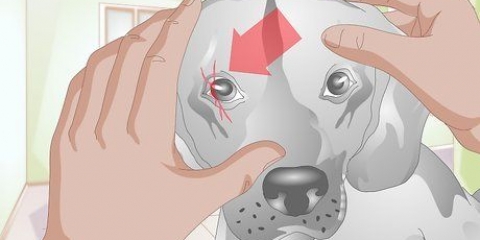 Trattare un graffio sull'occhio di un cane