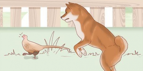 La scelta di un cucciolo di shiba inu