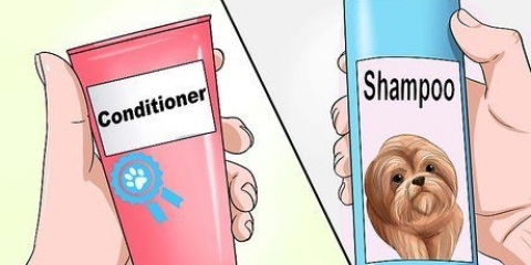Lavare un cucciolo di shih tzu