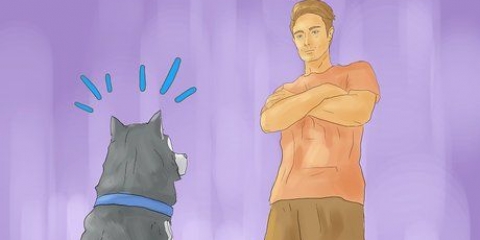 Addestrare un husky siberiano