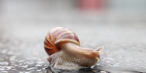 Tenere una lumaca come animale domestico