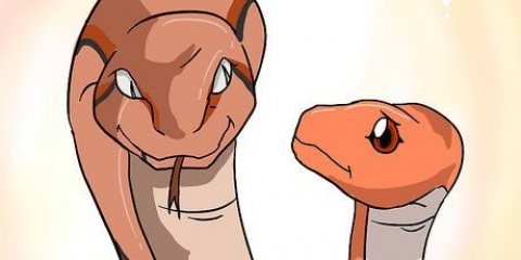 Scegliere un serpente come animale domestico