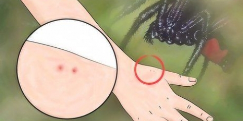Identificare un morso di ragno