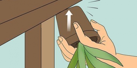 Far rivivere una pianta di aloe vera morente