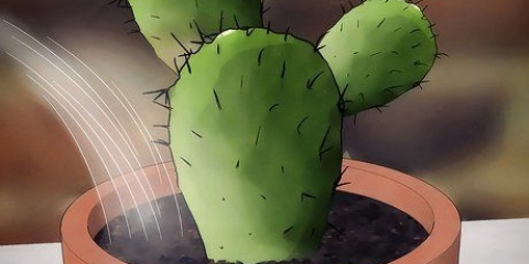 Salvare un cactus morente