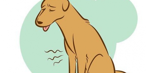 Riconoscere un cane morente