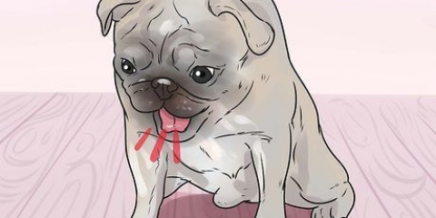 Salvare un cane che soffoca
