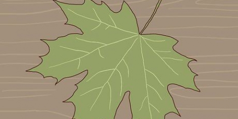 Identificazione di un acero da zucchero