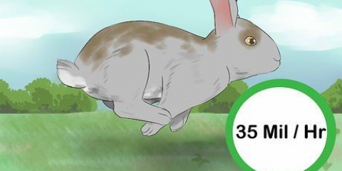 Catturare un coniglio addomesticato