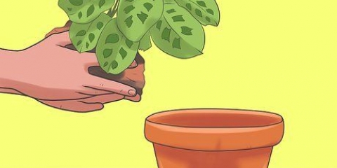Prendersi cura di una pianta dei dieci comandamenti