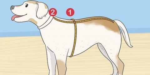 Lavorare a maglia un maglione per un cane