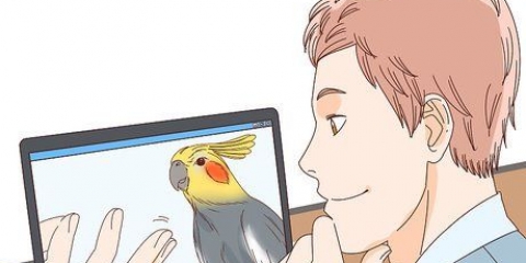 Comprare un cockatiel