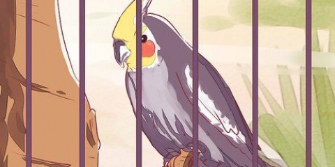 Come domare un cockatiel