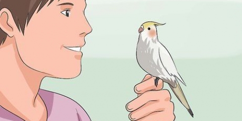 Addestrare un cockatiel a parlare