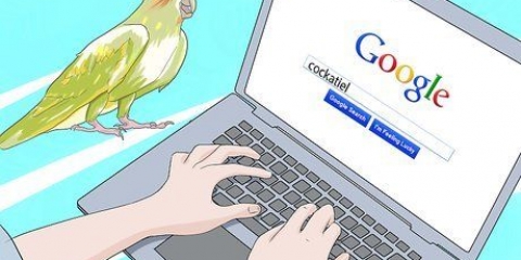 Toelettatura di un cockatiel