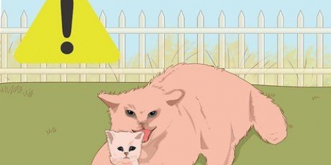 Catturare un gattino randagio