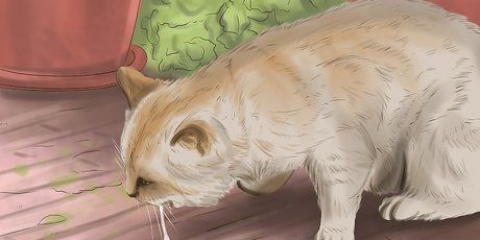 Trattare un gatto avvelenato