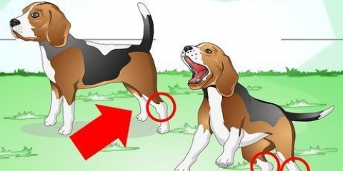 Come trattare una caviglia slogata in un cane