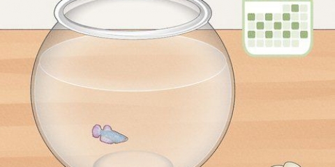 Pulizia di un acquario di un pesce combattente siamese