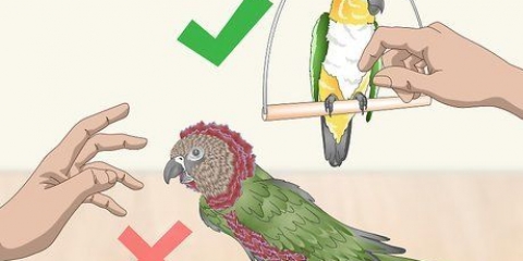 Accarezzare un uccellino