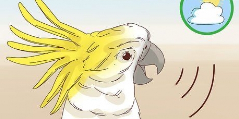Lascia che un uccello in casa stia zitto