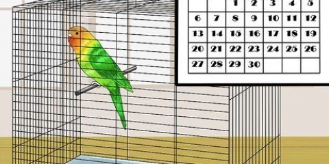 Addomestica un uccello