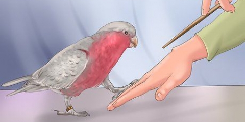 Addestra un uccello a calpestare il tuo dito