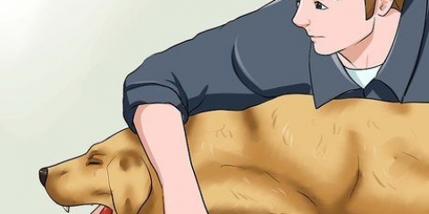 Come rimuovere una coda di volpe dal naso di un cane