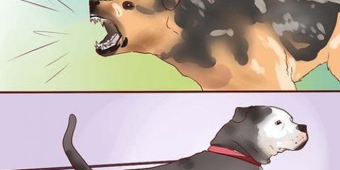 Addestrare un cane da guardia