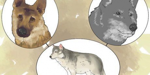 Tenere un lupo come animale domestico
