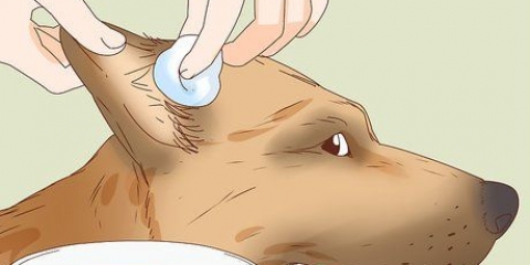 Come prendersi cura di una ferita all'orecchio di un cane