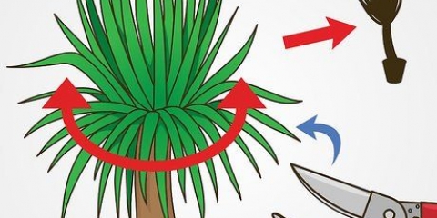 Potare una yucca